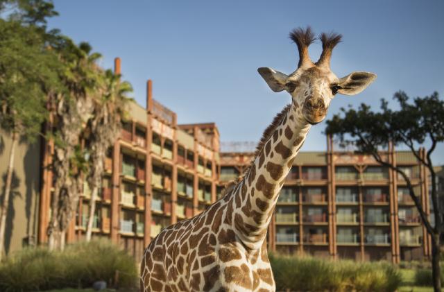 Disney’s Animal Kingdom Lodge